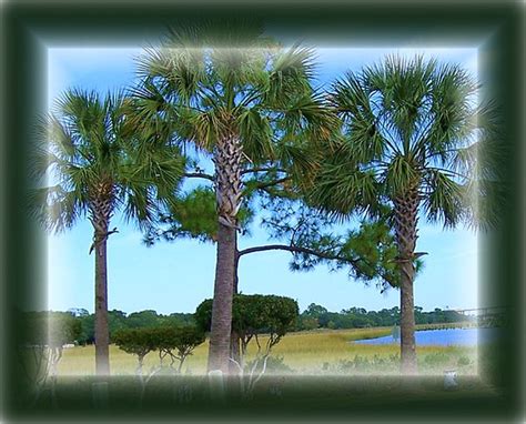 South Carolina State Tree | Explore Reellady's photos on Fli… | Flickr - Photo Sharing!