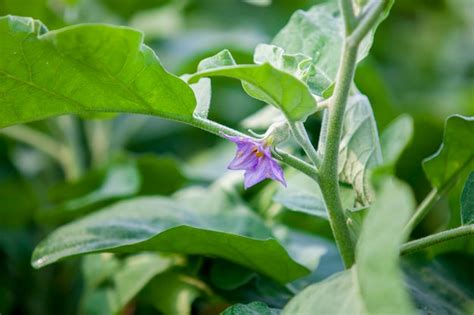 Premium Photo | Eggplant flower flower of eggplant