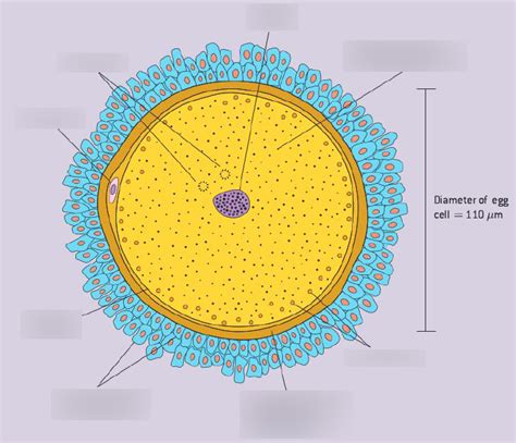 Human Egg Cell Diagram | Quizlet