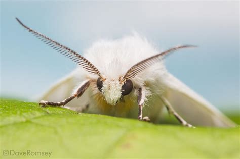 Fuzzy little moth : r/awwnverts