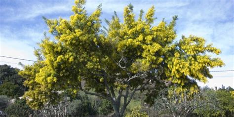 How Fast Does a Mimosa Tree Grow: Growth and Care Guide