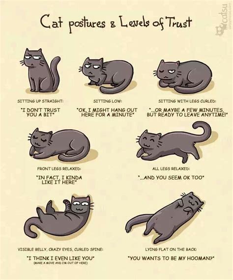 Cat Sleeping Positions Meaning Chart