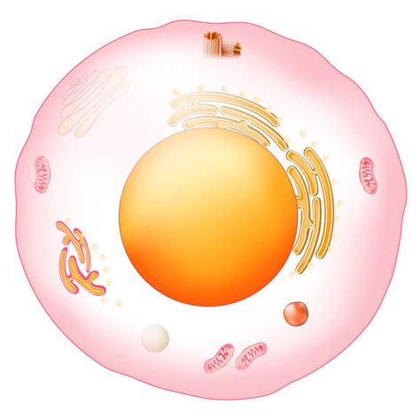 320+ Lysosome Stock Illustrations, Royalty-Free Vector Graphics & Clip ...