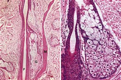 Histology Pictorial Guide - Integumentary System pg.3