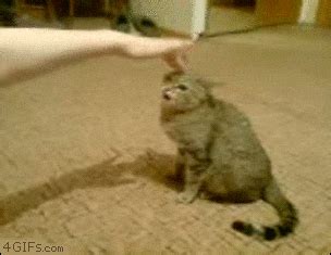 Angry Cat GIF - Find & Share on GIPHY