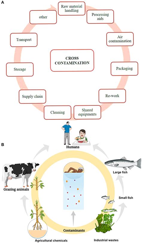 Frontiers | The Sources of Chemical Contaminants in Food and Their Health Implications