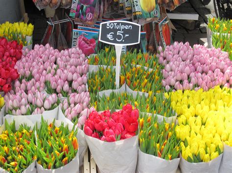 Flower market in Amsterdam Flower Market, Amsterdam, Fruit, Places, Flowers, Travel, Viajes ...