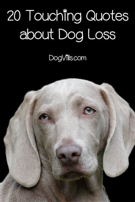 20 Inspirational & Touching Dog Loss Quotes - DogVills