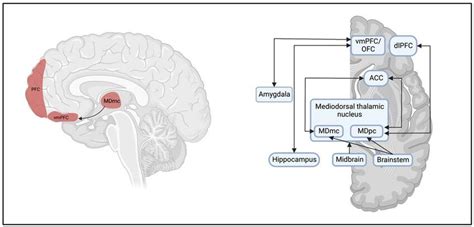 Medial prefrontal cortex (mPFC) in executive functions control. The... | Download Scientific Diagram