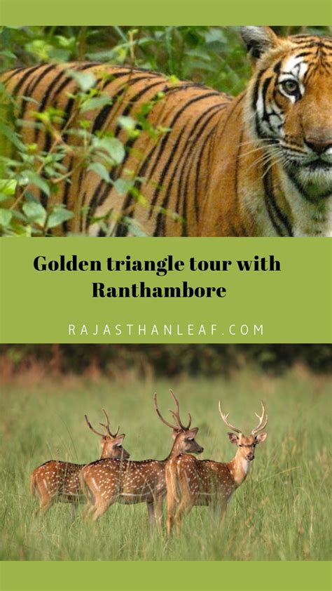 6 Nights 7 Days Golden Triangle Tour with Ranthambore Checkout the link ...