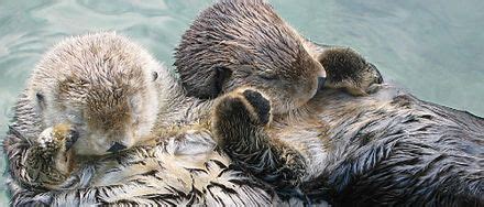 Sea otter conservation - Wikipedia