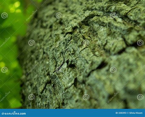 Tree bark stock image. Image of blur, biology, rain, rind - 330393