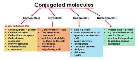 What are Conjugated Molecules in Biology? Glycoprotein, Glycolipid, Lipoproteins and Nucleoproteins