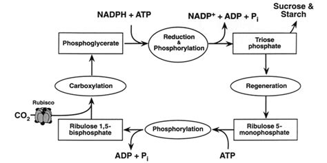 Dark Reactions of Photosynthesis