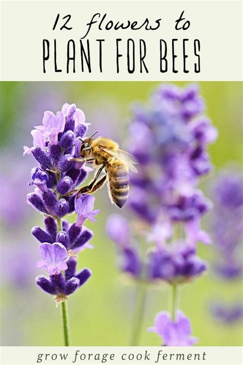 12 Common Flowers to Plant for the Bees (that are good for us too!)