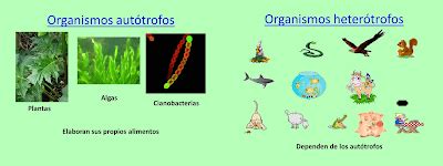 ℒ𝓪 𝓒𝓲𝒆𝓷𝓬𝓲𝓪 𝓭𝒆 𝓐𝓹𝓻𝒆𝓷𝓭𝒆𝓻: Organismos autótrofos, heterótrofos y su relación