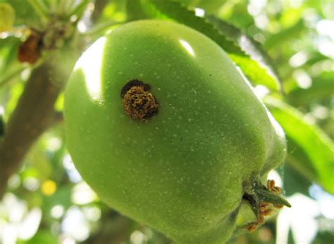 Codling Moth | Intermountain Fruit | USU