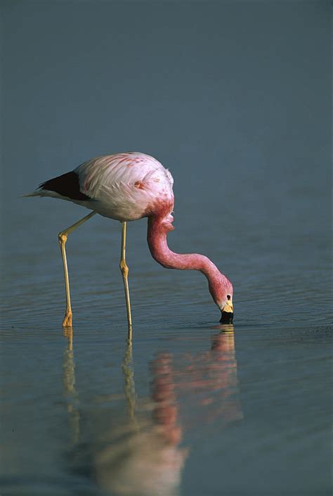 Andean Flamingo Feeding Laguna Blanca Photograph by Pete Oxford - Fine Art America