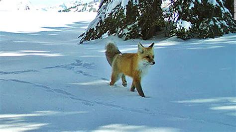 The Sierra Nevada red fox is now protected and listed as an endangered ...