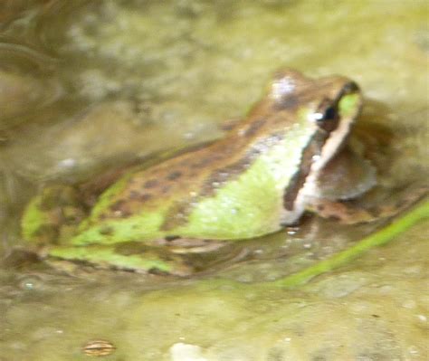 HILL BABIES: The Semi-Hidden Frog Habitat of Brisbane