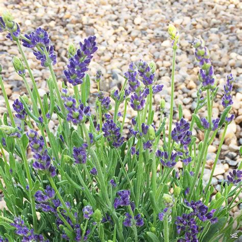 Lavender 'Super Blue' — Green Acres Nursery & Supply