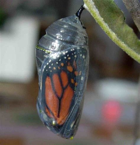 Crisalida De Mariposa Monarca | Mariposa Monarca