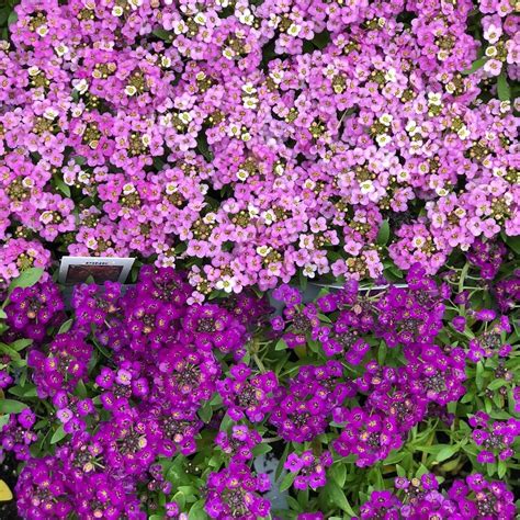 Colorful Alyssum 😍 | Alyssum, Purple flowers, Garden center