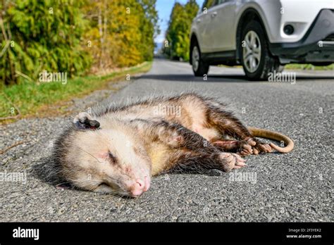 Opossum dead hi-res stock photography and images - Alamy