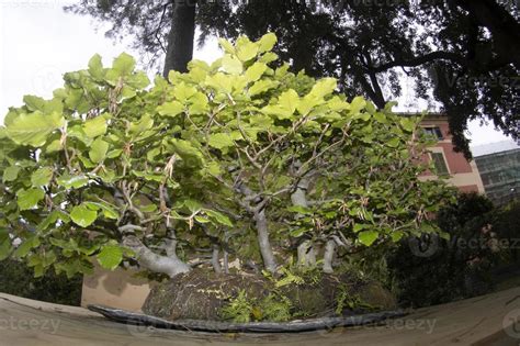 bonsai miniature tree nature art 11968235 Stock Photo at Vecteezy