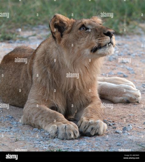 African Lion Cub Stock Photo - Alamy