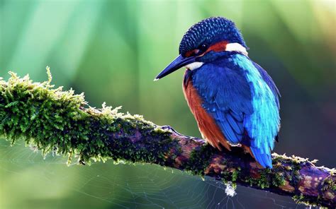 Birds Wallpapers | Best Wallpapers