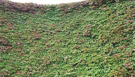 Evergreen Climbing Plants for a Wall | Garden Guides