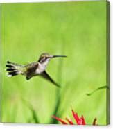 Hummingbird Hovering Over Flowers Photograph by Christina Rollo | Fine ...