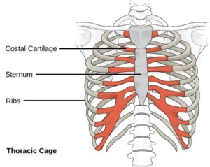 Hypermobility Rib Subluxation: A Practical Guide (2023)