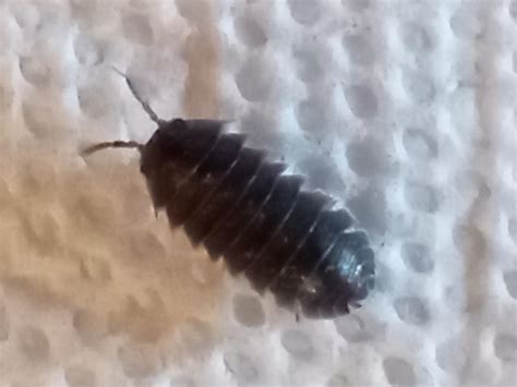 species ID? : r/isopods