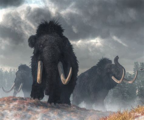 Finding The Cause of Mammoth Extinction | The Scientist Magazine®