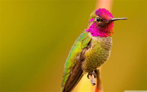 Anna's Hummingbird Male Bird Ultra HD Wallpaper for 4K UHD TV & Desktop ...