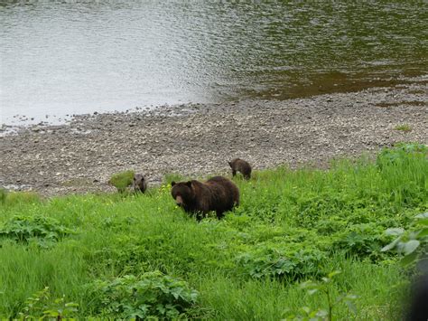 Wildlife & Bear Search | Icy Strait Point – Icy Strait Point