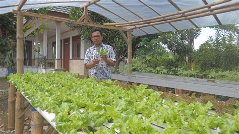 Mengenal Jenis Teknik Penanaman Sayur Sistem Hidroponik ...