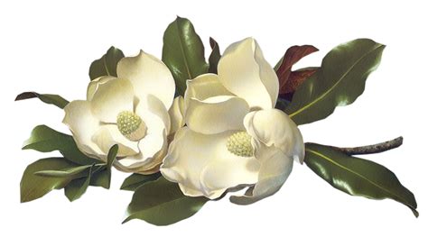 Magnolia flower png, Magnolia flower png Transparent FREE for download on WebStockReview 2024