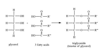 Ester Bond | Definition & Chemical Formula - Lesson | Study.com