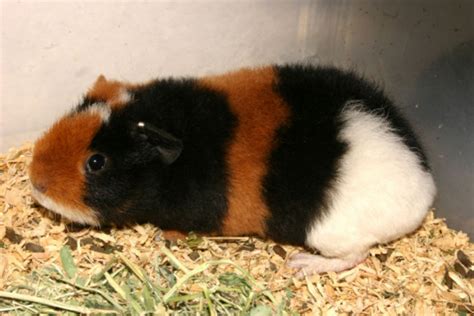 Teddy Guinea Pig Facts