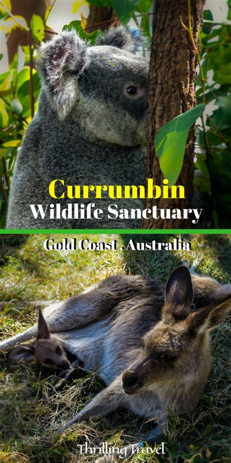 Meeting the koalas at currumbin wildlife sanctuary gold coast – Artofit