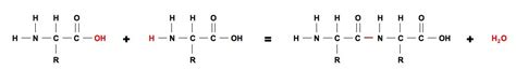 Formation of Dipeptide Bond