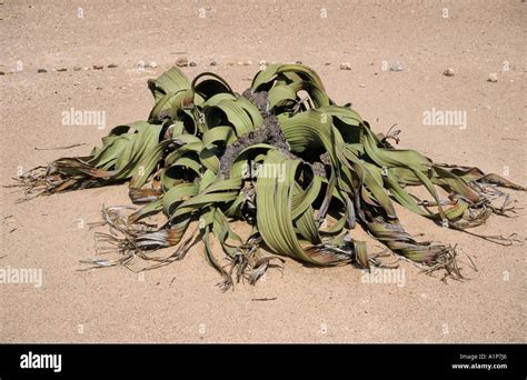 Welwitschia plant, welwitschia mirabilis, Namib Desert, Namib Naukluft ...