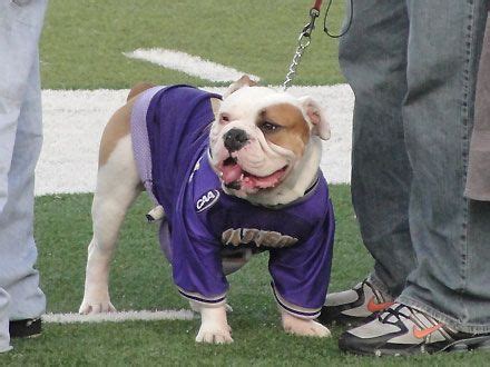 Mutt Madness: Which Universities Have Real Dogs as Mascots? | Cute bulldogs, Dogs, Live mascot