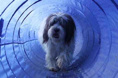 How To Make A Dog Agility Tunnel DIY Style In 2021