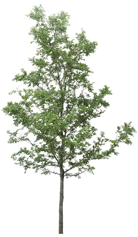 Download Tree Png Image HQ PNG Image in different resolution | FreePNGimg