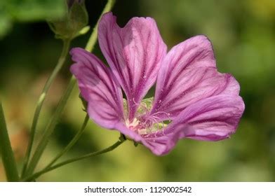 Malva Officinalis Flower Swiss Cottage Garden Stock Photo 1129002542 | Shutterstock