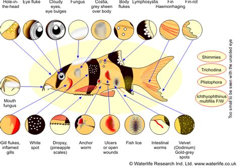 Tropical Aquarium Fish Disease Diagnosis And Treatment